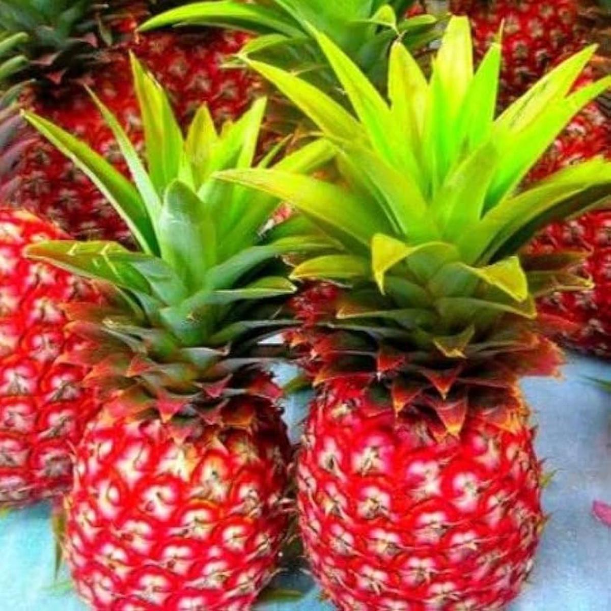 Red Pineapple Fruit Seeds for Planting  Heirloom, Non-GMO, High Germination Organic Garden Seeds for Home Garden