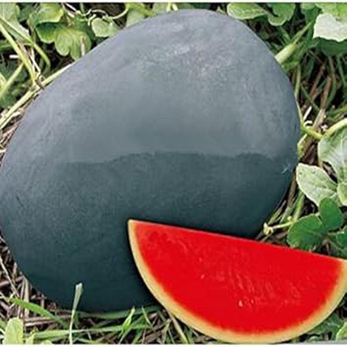 Red Watermelon Fruit Seeds for Planting Heirloom Non-GMO High Germination Organic Garden Seeds