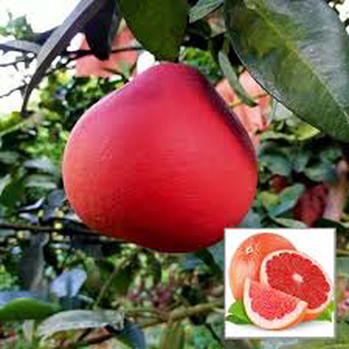 Ruby Red Pomelo Fruit Seeds for Planting  Sweet Citrus Trees, Heirloom & Non-GMO Seeds for Your Garden