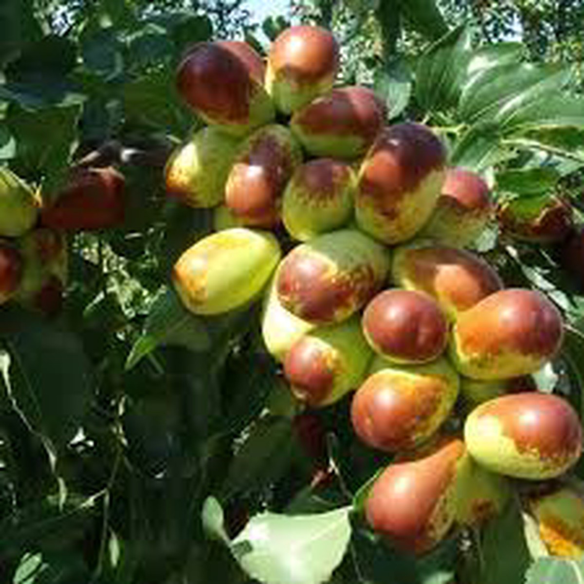 Sherwood Jujube Fruit Seeds for Planting  Heirloom, Non-GMO, High Germination Organic Garden Seeds for Sweet, Nutritious Fruits