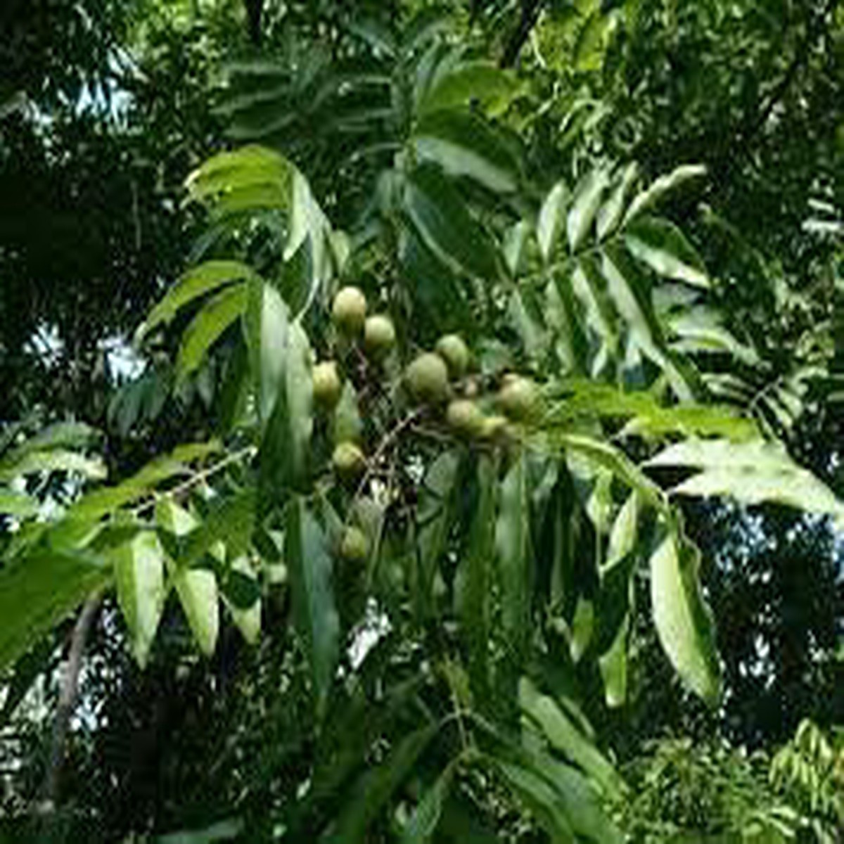 Soapberry Plant Seeds for Planting Natural Soapberry Trees, Heirloom & Non-GMO, High Germination