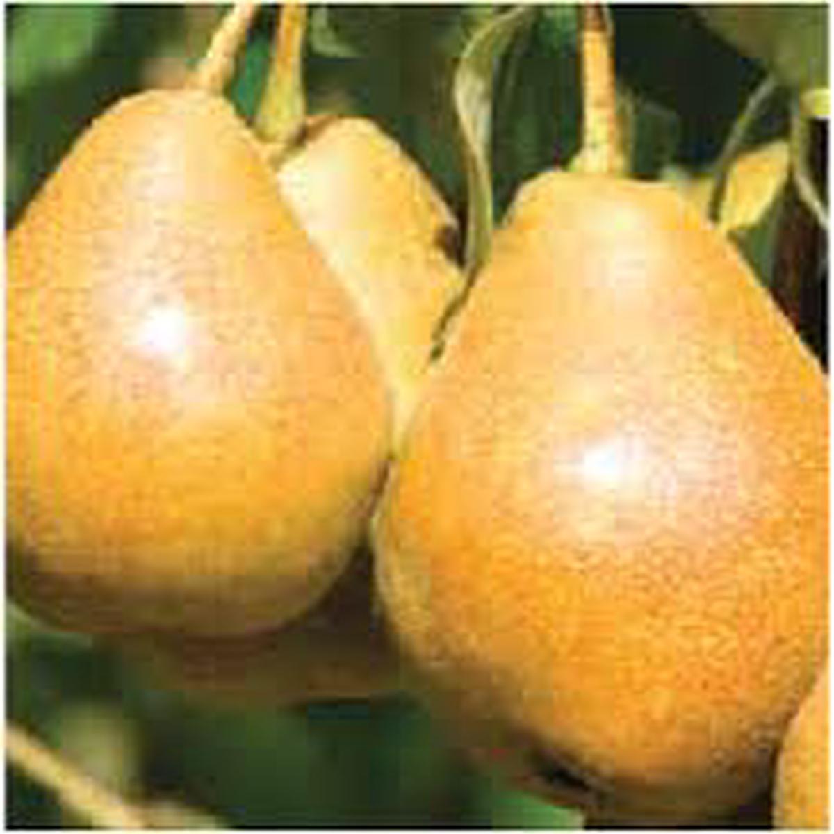 Taylors Gold Pear Fruit Seeds for Planting Sweet, Hardy Pears, Heirloom & Non-GMO Seeds for Home Gardens