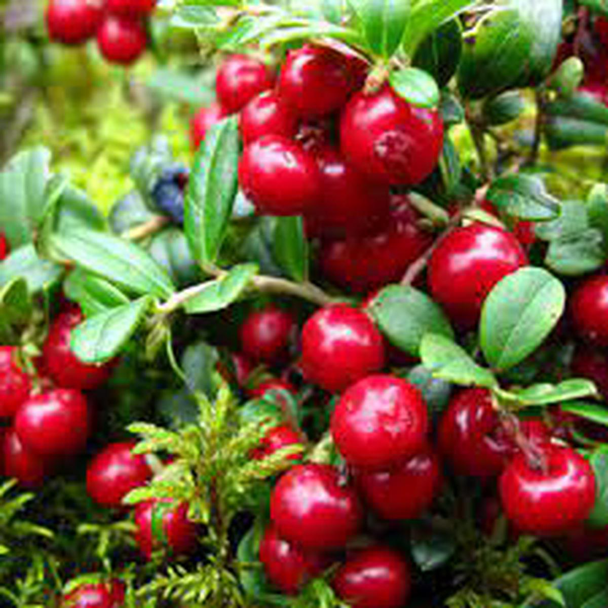 Vaccinium Vitis Fruit Seeds for Planting  Heirloom, Non-GMO, High Germination Organic Garden Seeds for Lush, High-Yield Berry Bushes