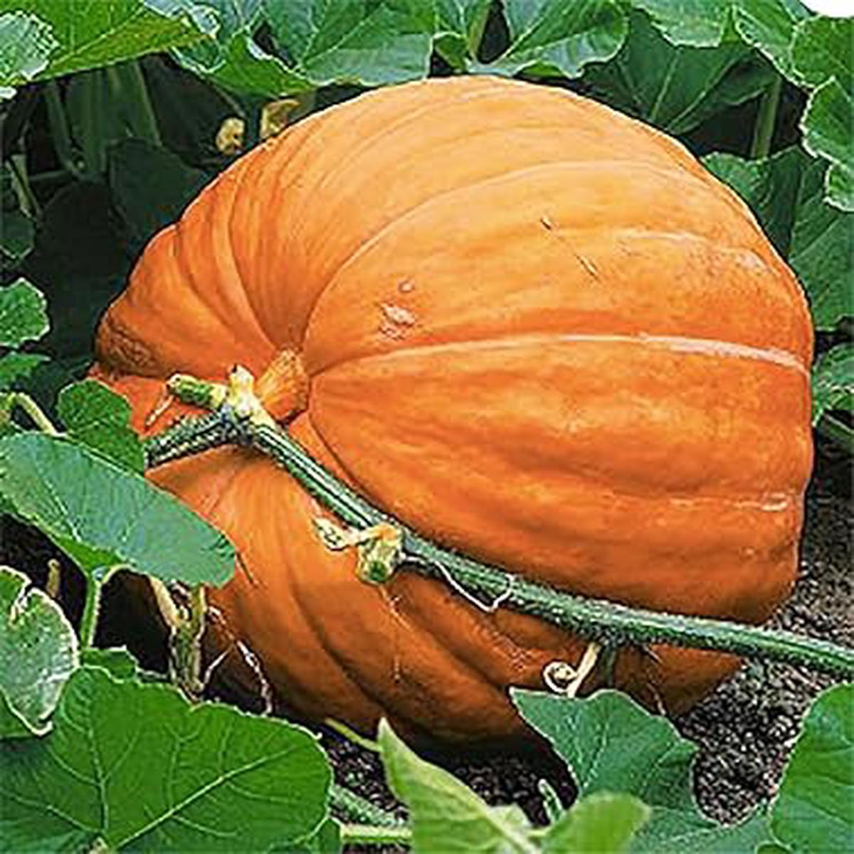 Wallace Whoppers Giant Pumpkin Seeds  Heirloom, Non-GMO, High Germination Organic Garden Seeds