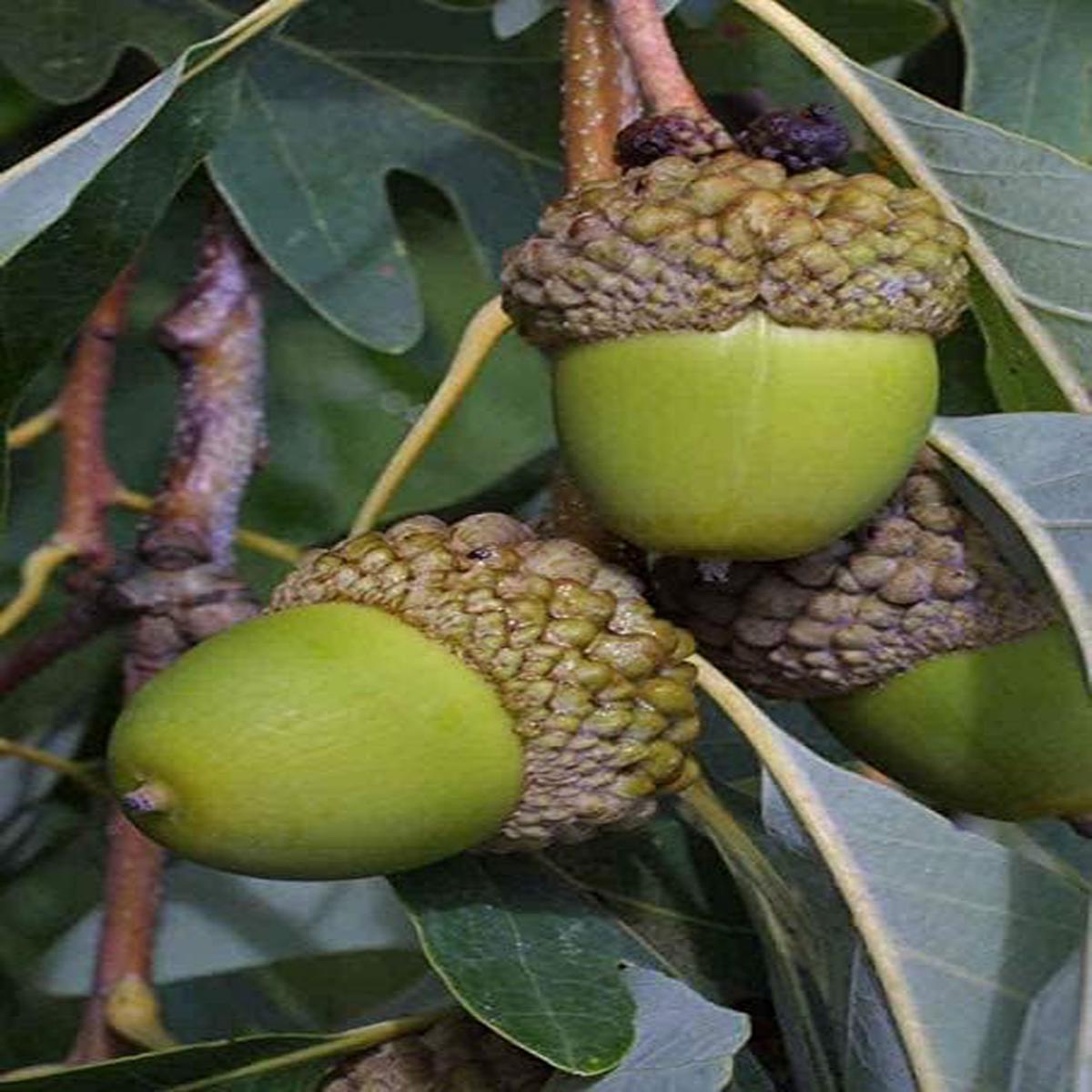 White Oak Tree Seeds for Planting  Heirloom, Non-GMO Shade Tree Seeds for Organic Gardens