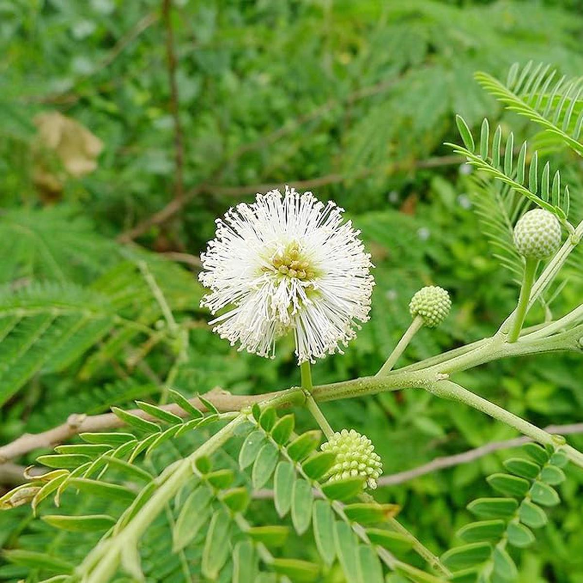 White Tamarind (Leucaena leucocephala) Fruit Seeds  Drought-Tolerant, Edible, Fast-Growing Evergreen Tropical Shrub, Heirloom & Non-GMO