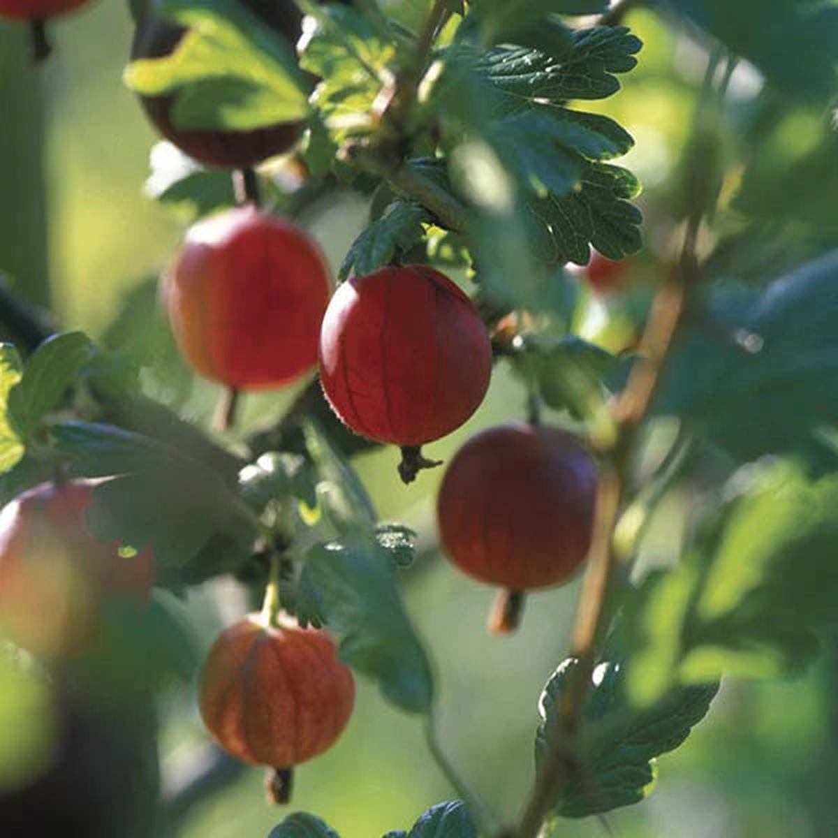 Xenia Red Gooseberry Fruit Seeds for Planting  Hardy Garden Berries, Heirloom & Non-GMO Seeds