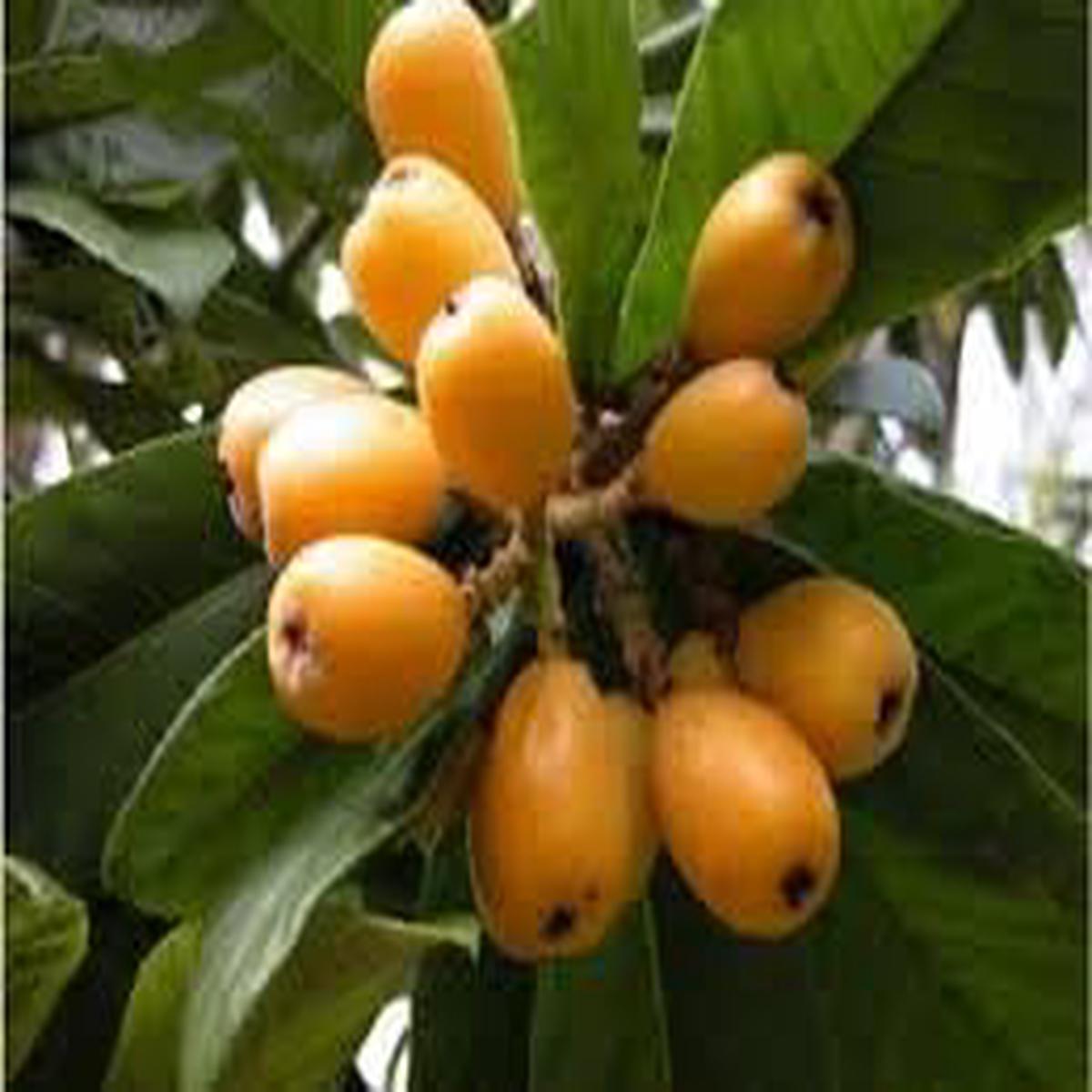 Yellow Loquat Fruit Seeds for Planting NON GMO Heirloom Seeds for Home Garden