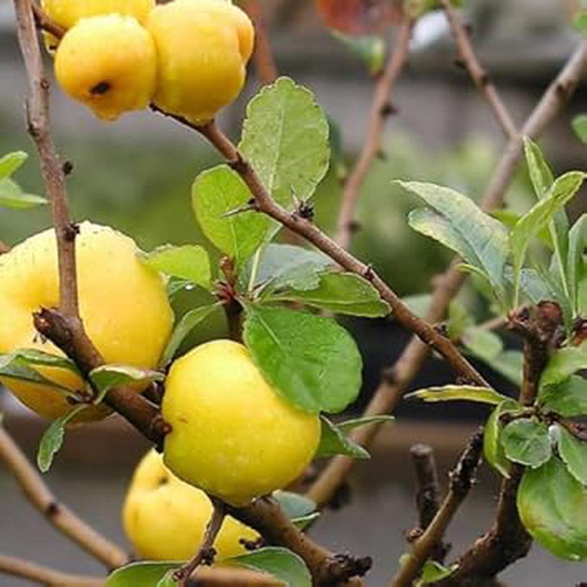 Yellow Quince Fruit Seeds for Planting | Heirloom Non-GMO Organic Garden Seeds for Aromatic, Tasty Fruits