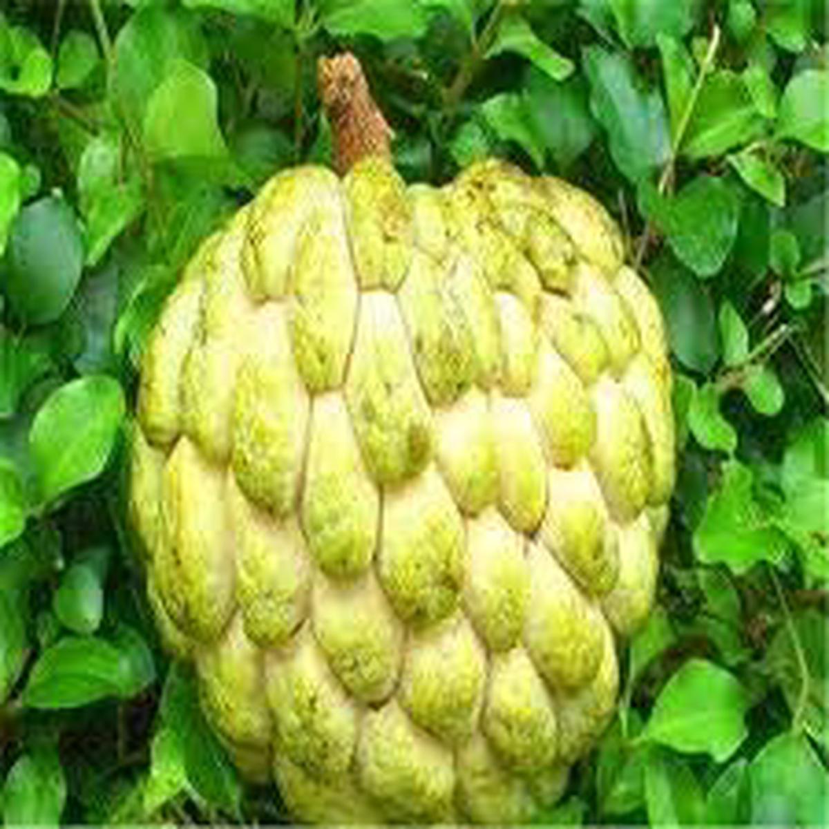Yellow Soursop Fruit Seeds for Planting  GMO-Free, Ideal for Home Gardens & Tropical Harvests