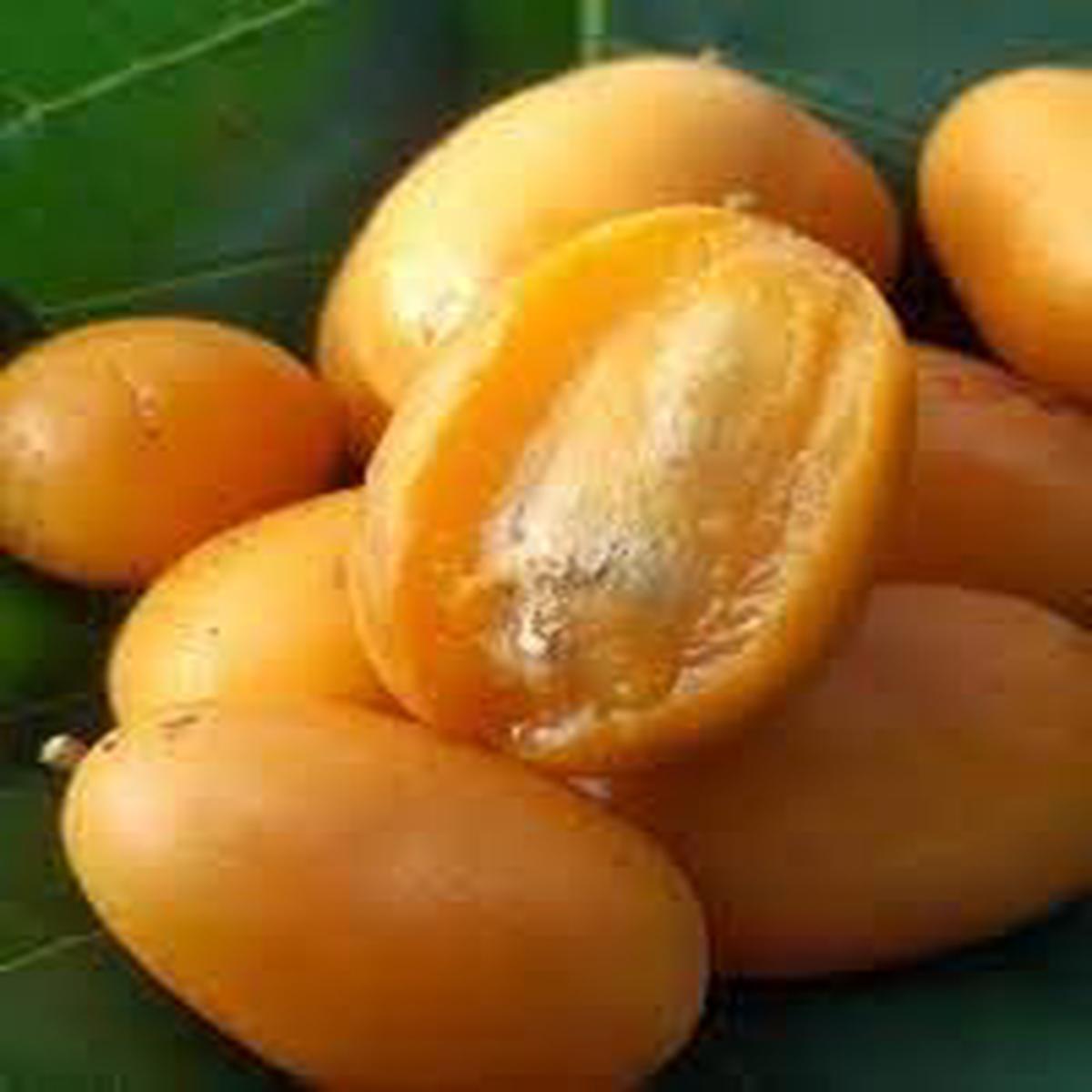 Yellow Spondias Fruit Seeds for Planting Tropical Fruit Trees, Heirloom & Non-GMO, High Germination