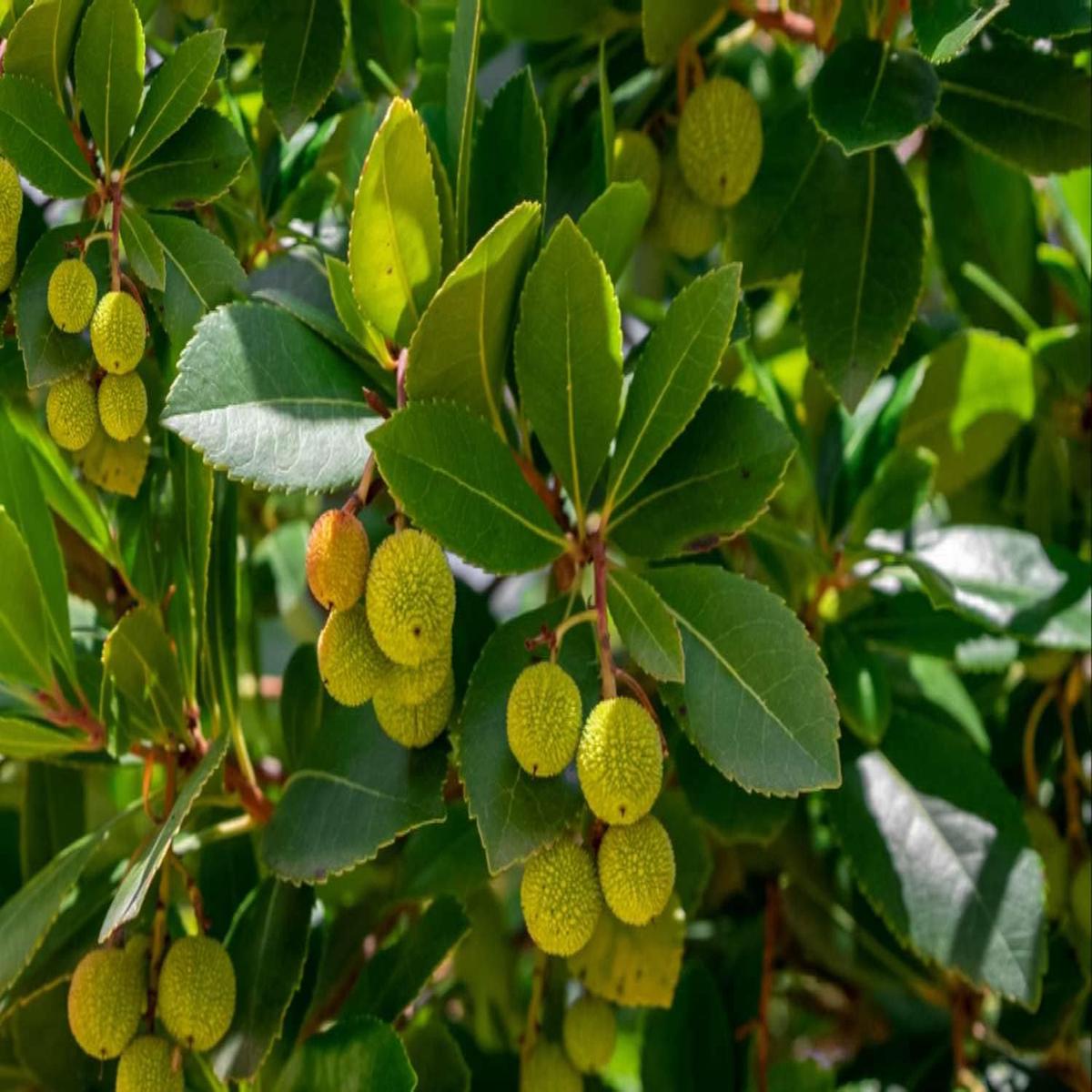 Arbutus unedo Strawberry Fruit Seeds Green Variety, Ideal for Home Garden