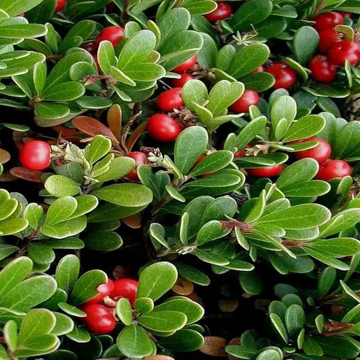 Bearberry Seeds Arctostaphylos Uva-Ursi Gayuba Fruit Seeds for Planting Heirloom Non-GMO Organic Garden Seeds