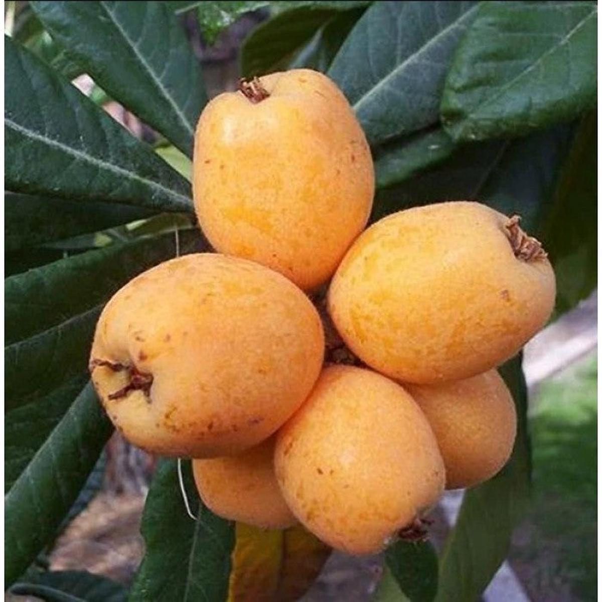 Big Jim Loquat Fruit Seeds for Planting  Rare Heirloom, Non-GMO, High Germination Organic Garden Seeds