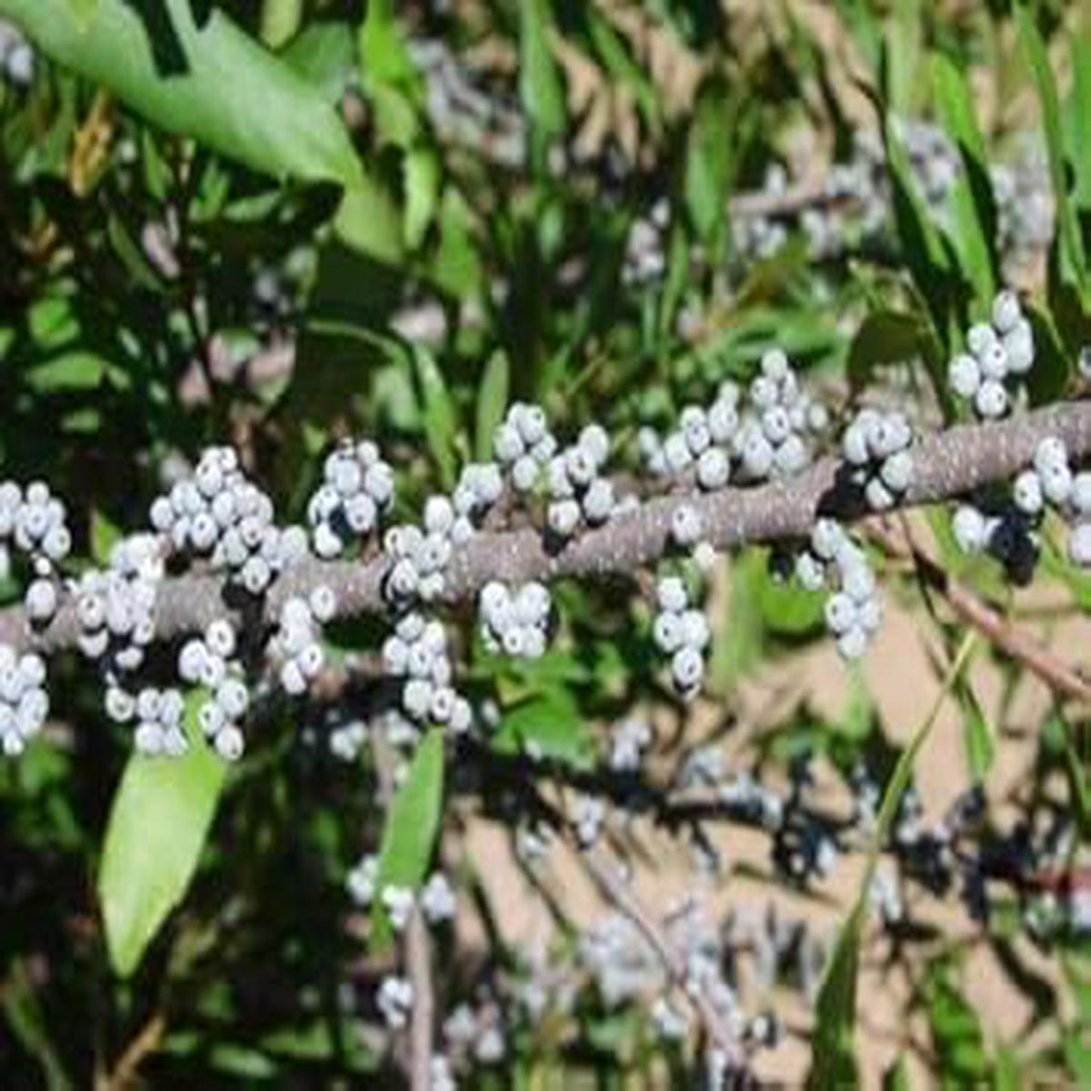 Black Myrica Cerifera Fruit Seeds for Planting | Heirloom Non-GMO Organic Seeds for Unique Garden Trees