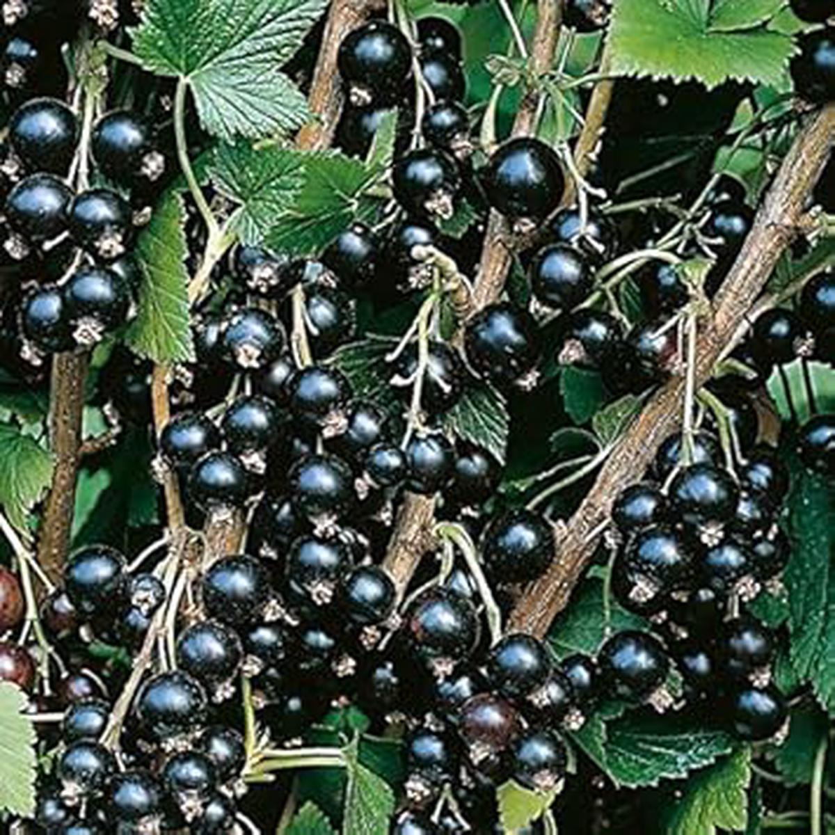 Blackcurrant Fruit Seeds for Planting  Heirloom Non-GMO High Germination Organic Garden Seeds