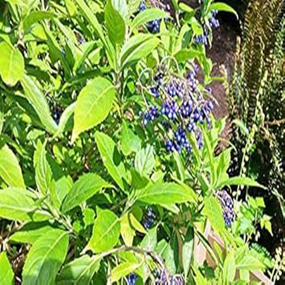 Blue Febrifuga Fruit Seeds for Planting | Heirloom Non-GMO Organic Seeds for Rare, Exotic Garden Fruits