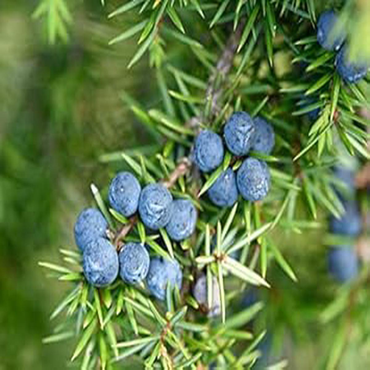 Blue Juniper Berry Seeds for Planting Heirloom, Non-GMO, Unique Garden Berries for Home Garden