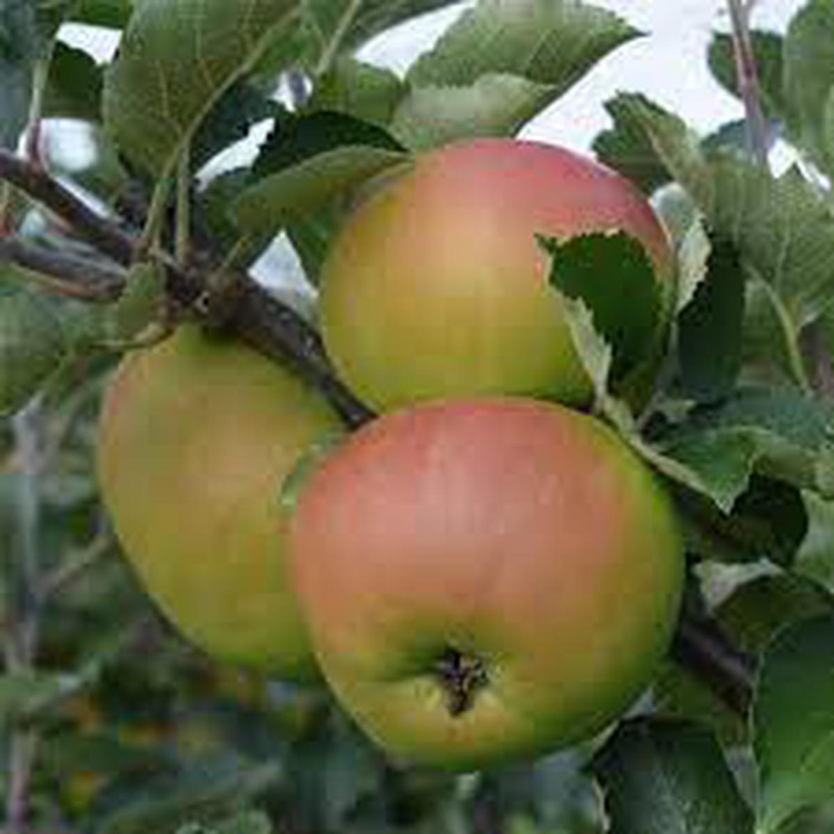 Braeburn Apple Fruit Seeds for Planting  Grow Sweet Apples at Home, Heirloom & Non-GMO, High Germination Seeds