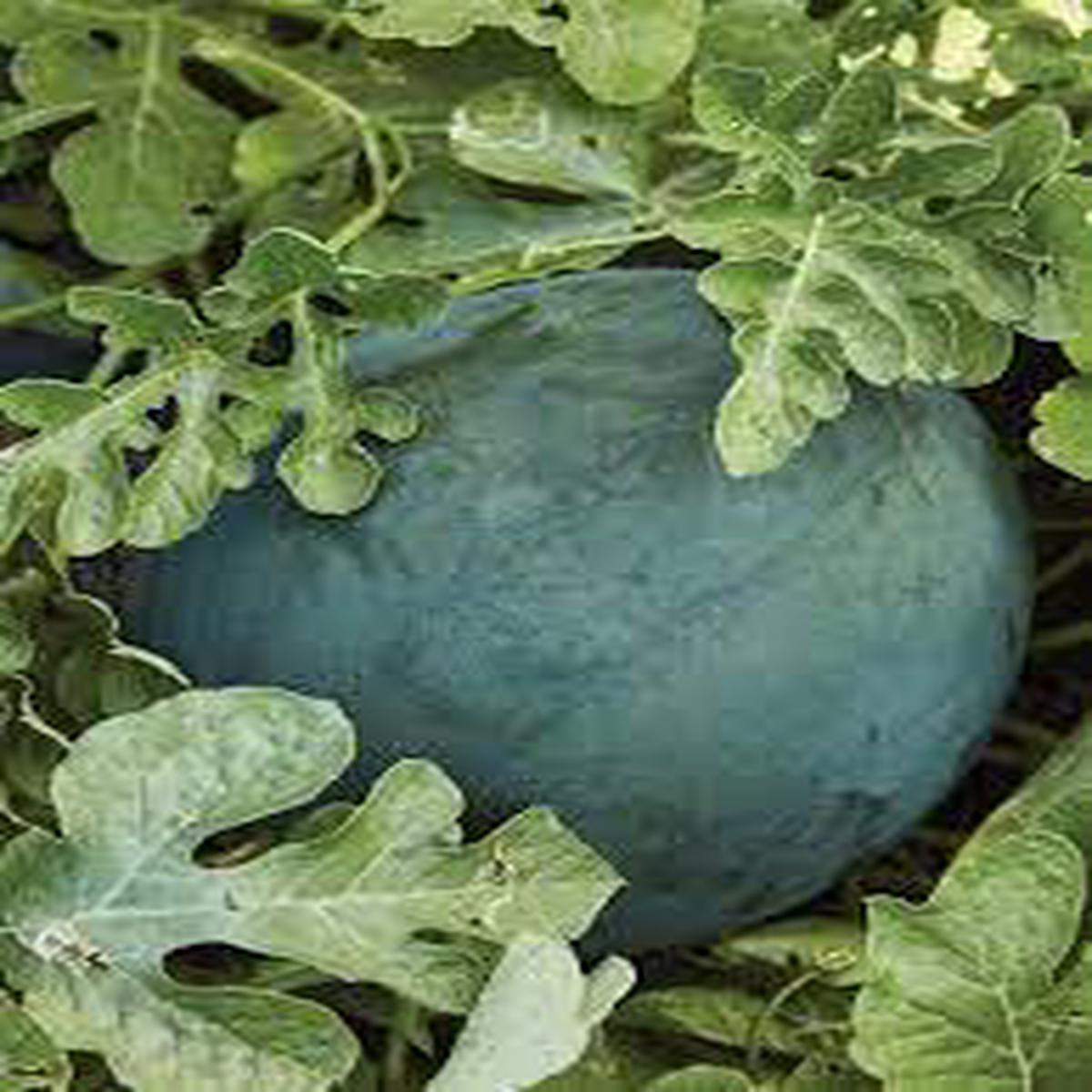 Bush Sugar Baby Watermelon Fruit Seeds for Planting Sweet, Small Watermelons, 100 pcs, Heirloom & Non-GMO