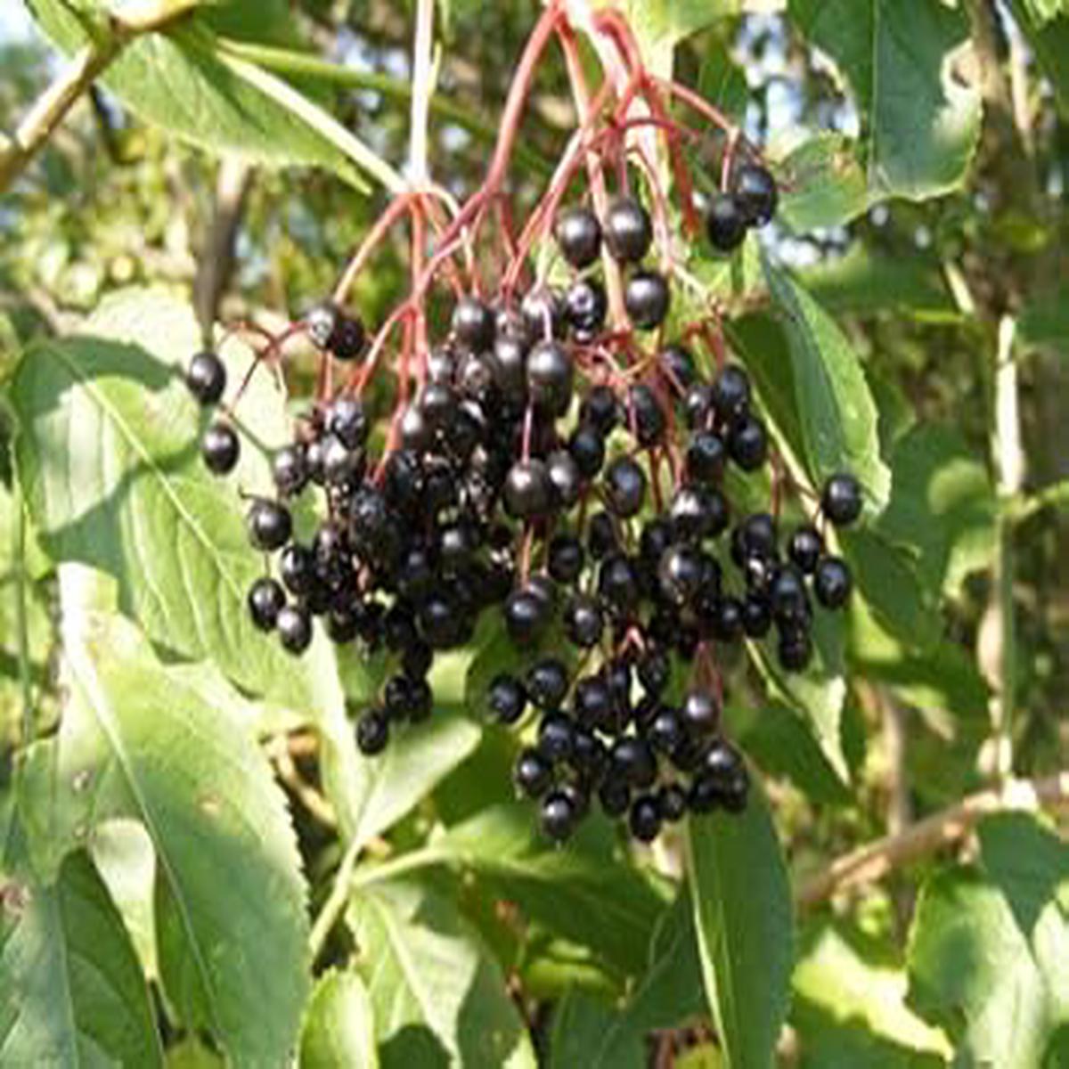 Canadensis Fruit Seeds for Planting | Heirloom Non-GMO Organic Seeds for Sweet, Tangy Garden Fruits