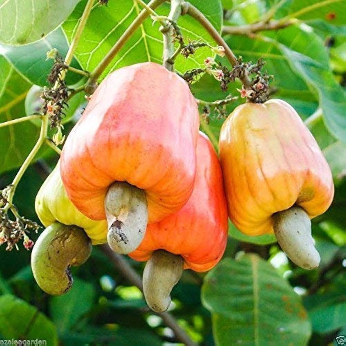 Cashew Nut Fruit Seeds for Planting  Heirloom Non-GMO, High Germination Organic Garden Seeds