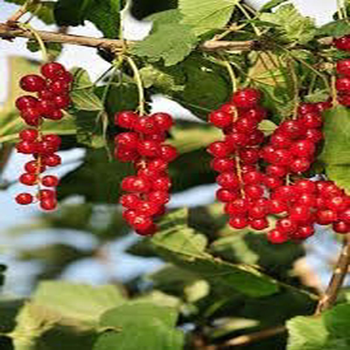 Cereum Berry Seeds  Grow Aromatic & Healthy Edible Berries