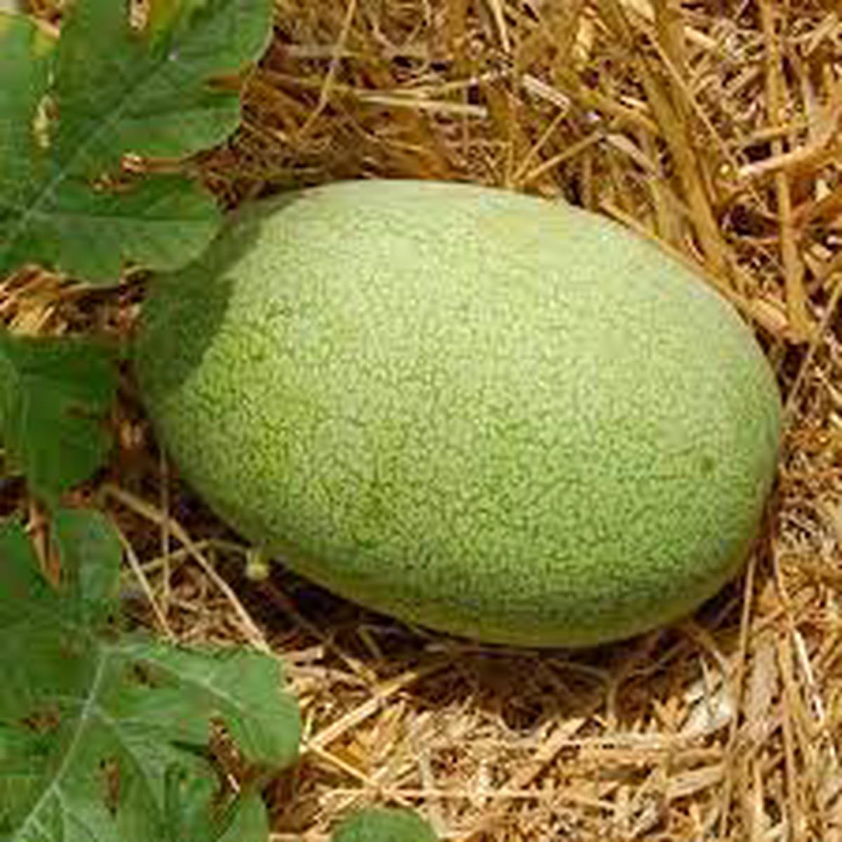 Charleston Gray Watermelon Fruit Seeds for Planting  Sweet, Juicy Summer Watermelons, Heirloom & Non-GMO Seeds