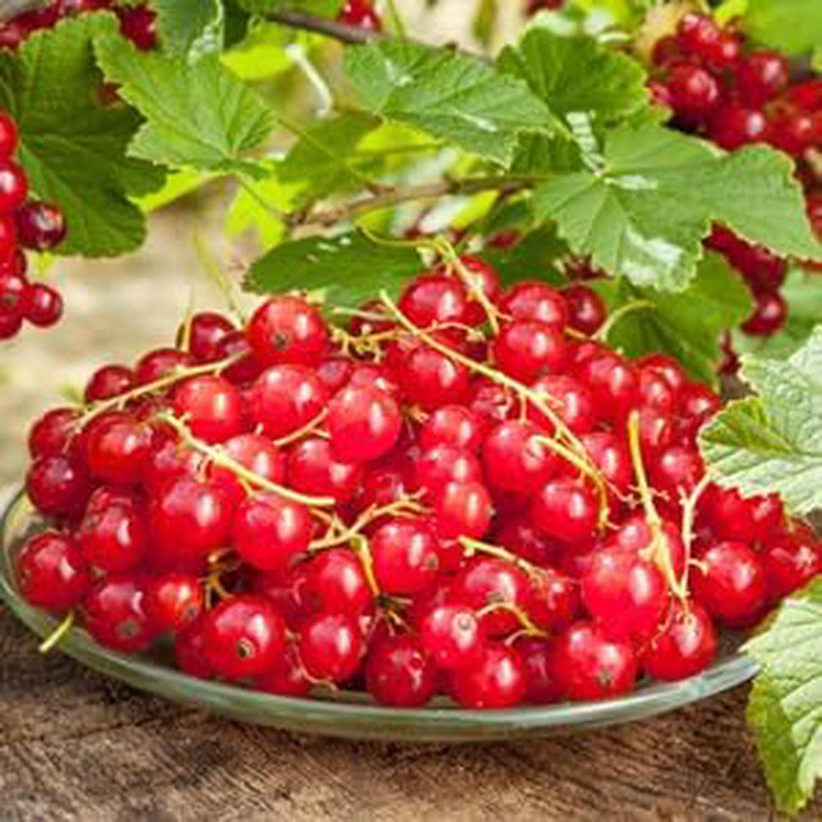 Currant Fruit Seeds for Planting Heirloom Non-GMO High Germination Organic Garden Seeds