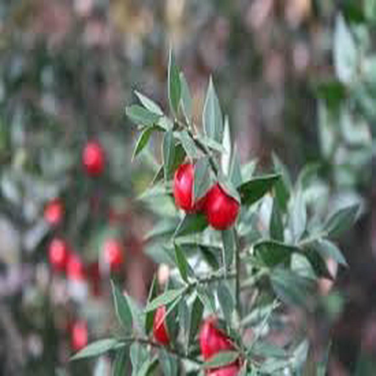 Dark Red Pomegranate Fruit Seeds for Planting  Juicy, Sweet & Tart Heirloom Seeds for Home Garden