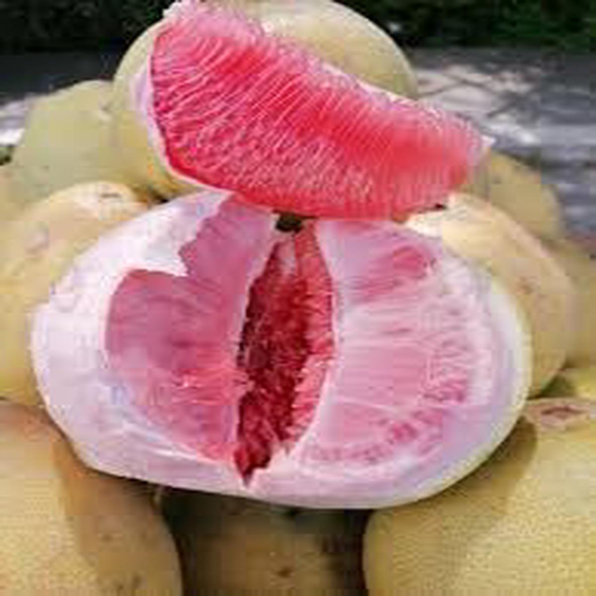 Davao Pomelo Fruit Seeds  Unique Citrus, Heirloom & Non-GMO Seeds for Home Garden Planting, 100 pcs