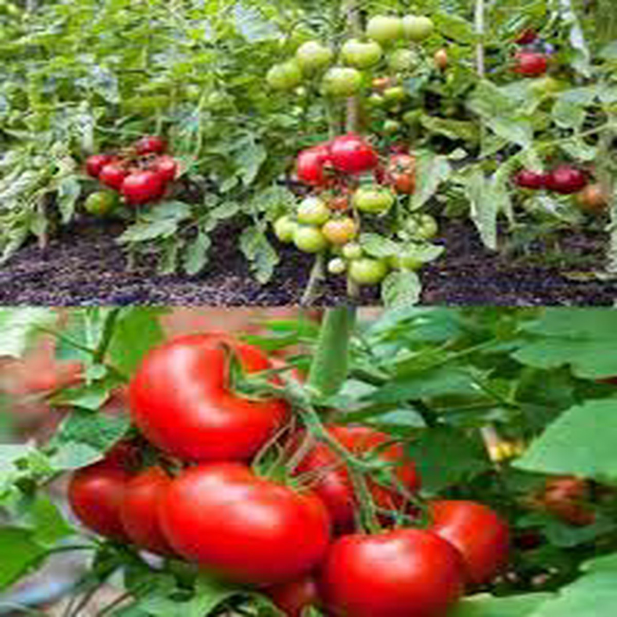 Early Tomato Fruit Seeds  Fresh, Juicy Tomatoes from Your Garden, Heirloom, Non-GMO & Organic Seeds