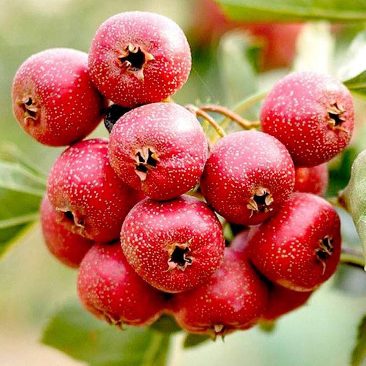 English Hawthorn (Crataegus laevigata) Seeds  Hardy Heirloom Trees with Beautiful Berries