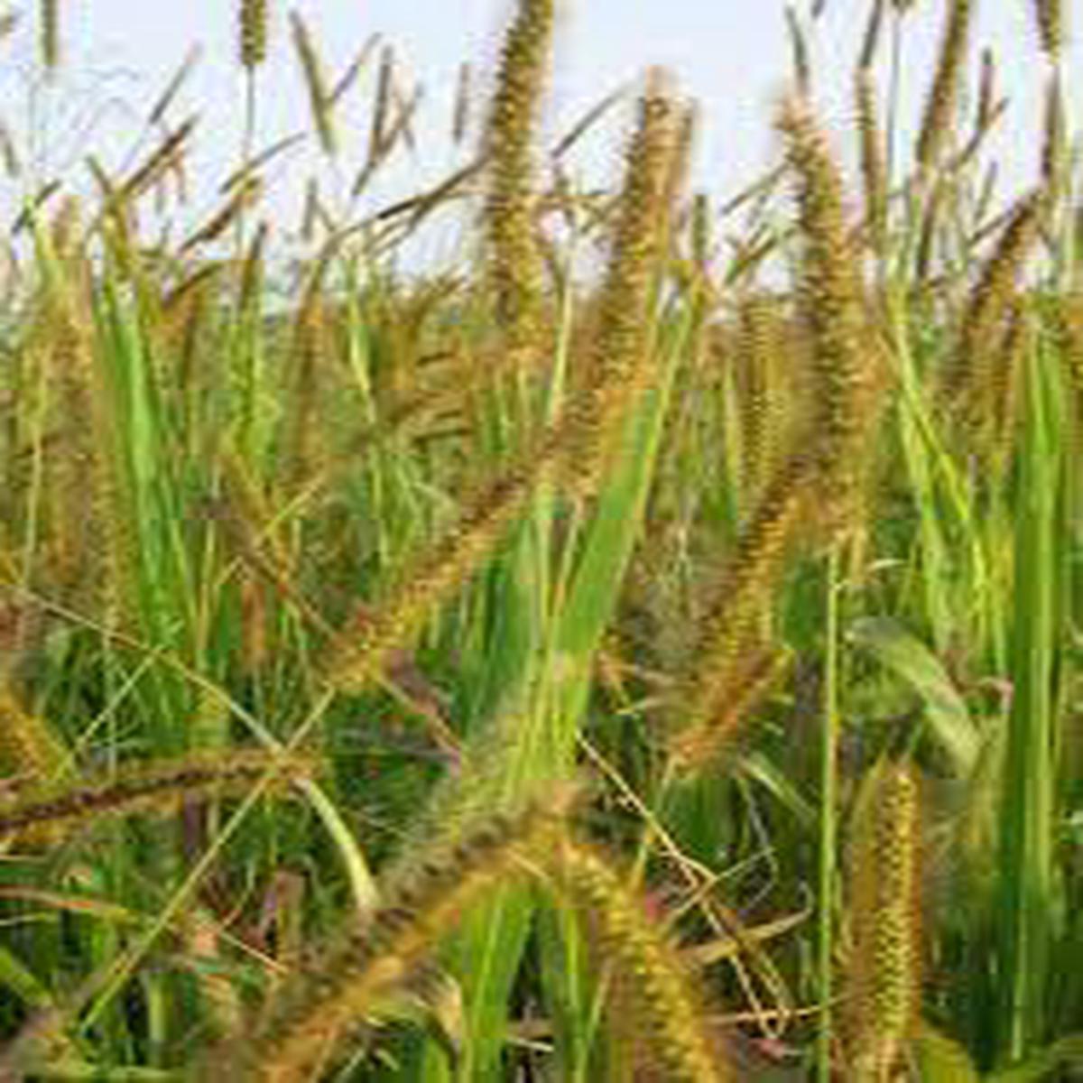 Exotic Yellow Foxtail Grass Seeds  Wild Millet for Planting, Heirloom & Non-GMO Seeds
