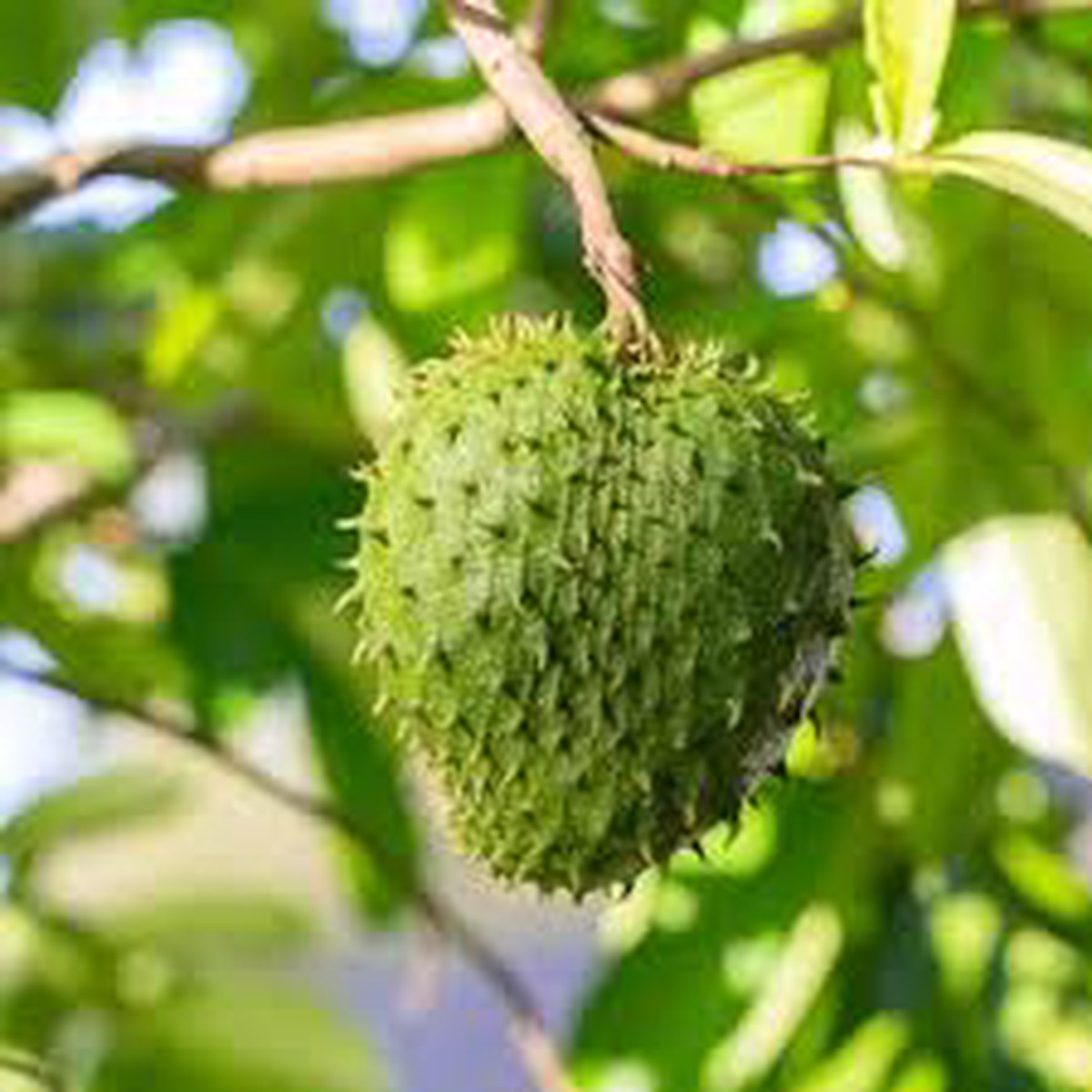 Fresh Green Soursop Fruit Seeds for Planting  Heirloom, Non-GMO, High Germination Organic Garden Seeds for Tropical Trees