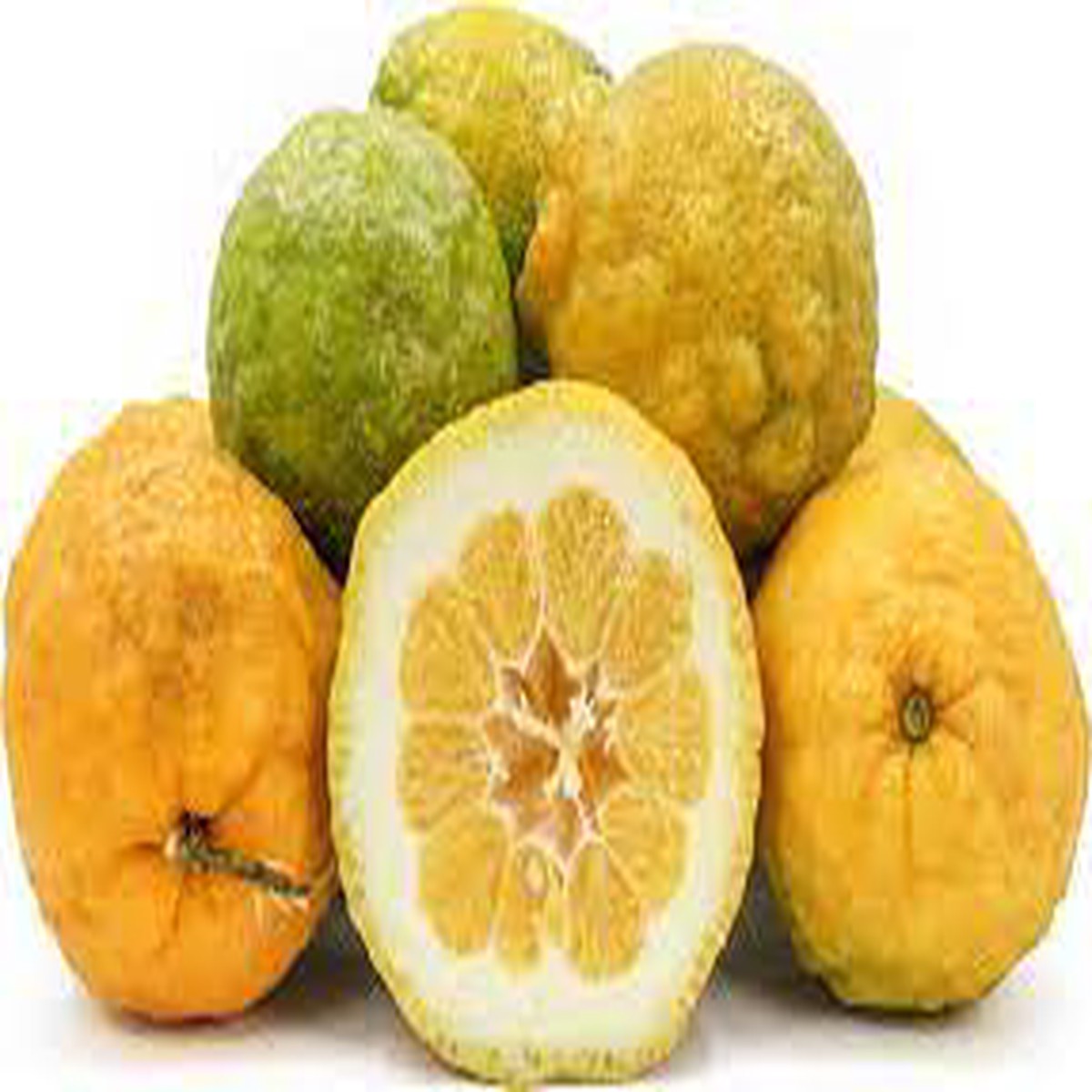 Giant Rough Lemon Fruit Seeds for Planting Hardy, Drought-Tolerant Citrus, Heirloom, Non-GMO, High Germination Seeds