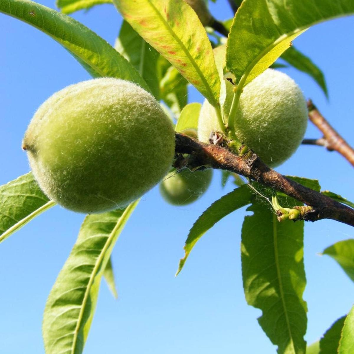Green Peach Fruit Seeds for Planting Grow Juicy, Unique Peaches, Heirloom & Non-GMO Seeds for Your Garden