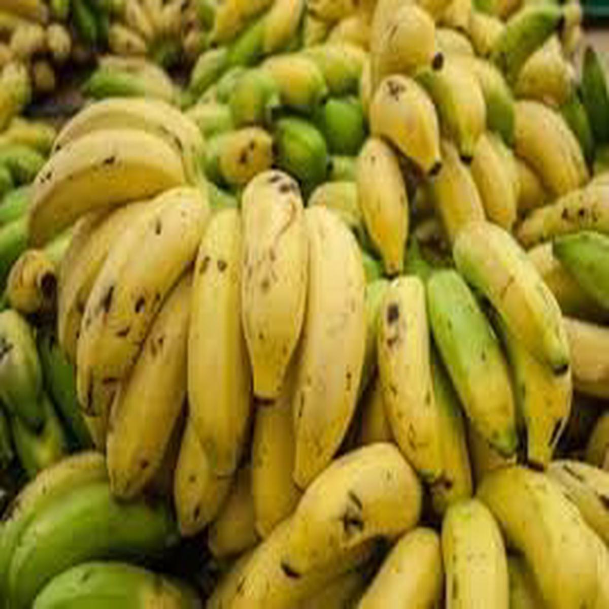 Green Yellow Banana Fruit Seeds for Planting Beautiful & Tasty Banana Variety, Heirloom & Non-GMO, High Germination