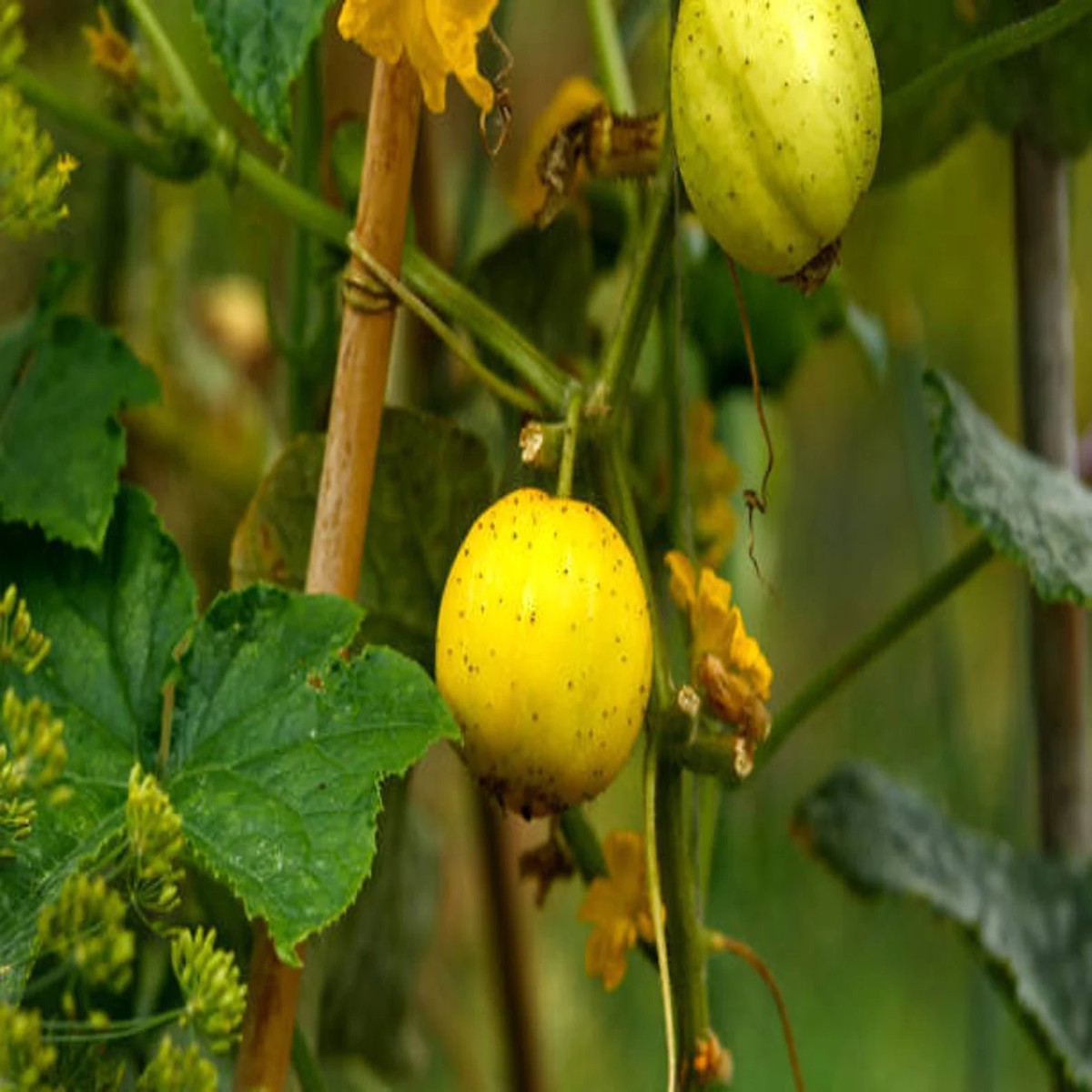 Heirloom Lemon Crystal Cucumber Seeds  Citrusy & Refreshing Cucumis sativus for Home Garden, Heirloom & Non-GMO