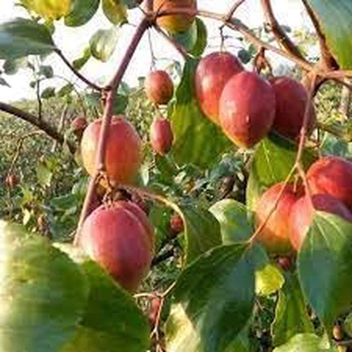 Heirloom Mauritiana Fruit Seeds for Planting Hardy, Fruitful Tropical Trees, Non-GMO & High Germination Seeds
