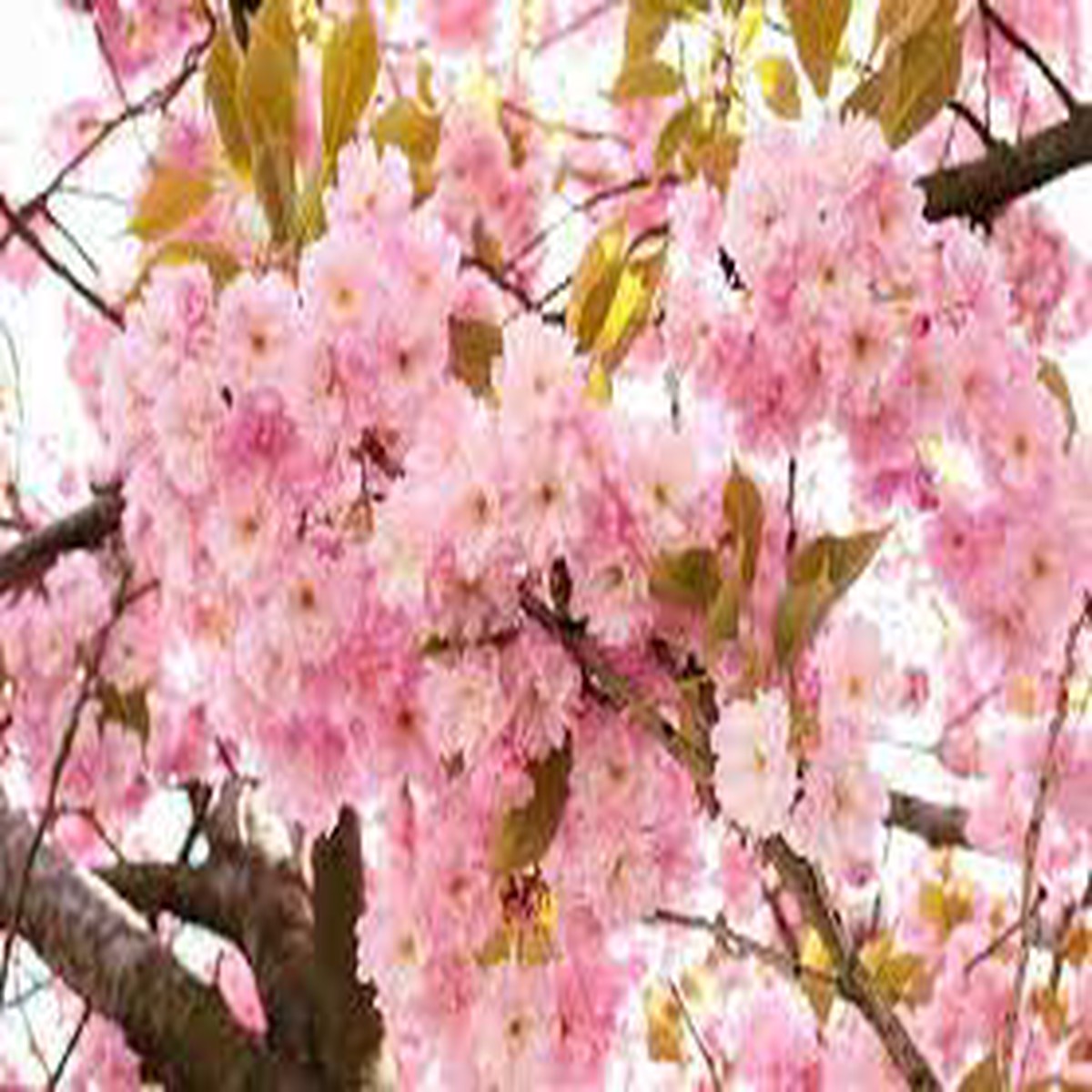 Japanese Flowering Cherry (Prunus serrulata) Seeds for Planting Pink Variety, Heirloom & Non-GMO Seeds
