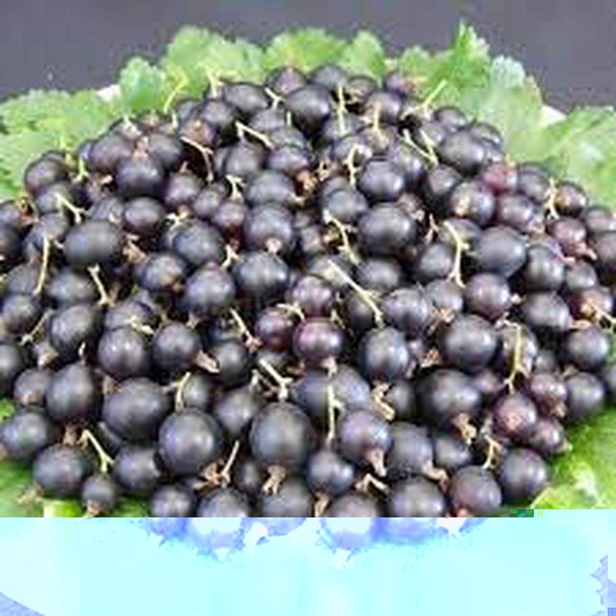 Jostaberry Fruit Seeds for Planting  Hardy, Juicy Berries, Heirloom & Non-GMO, High Germination