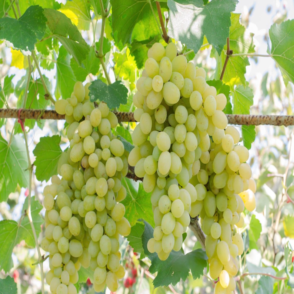 Light Green Grape Fruit Seeds for Planting Sweet, Refreshing Grapes, Heirloom & Non-GMO Seeds for Home Garden