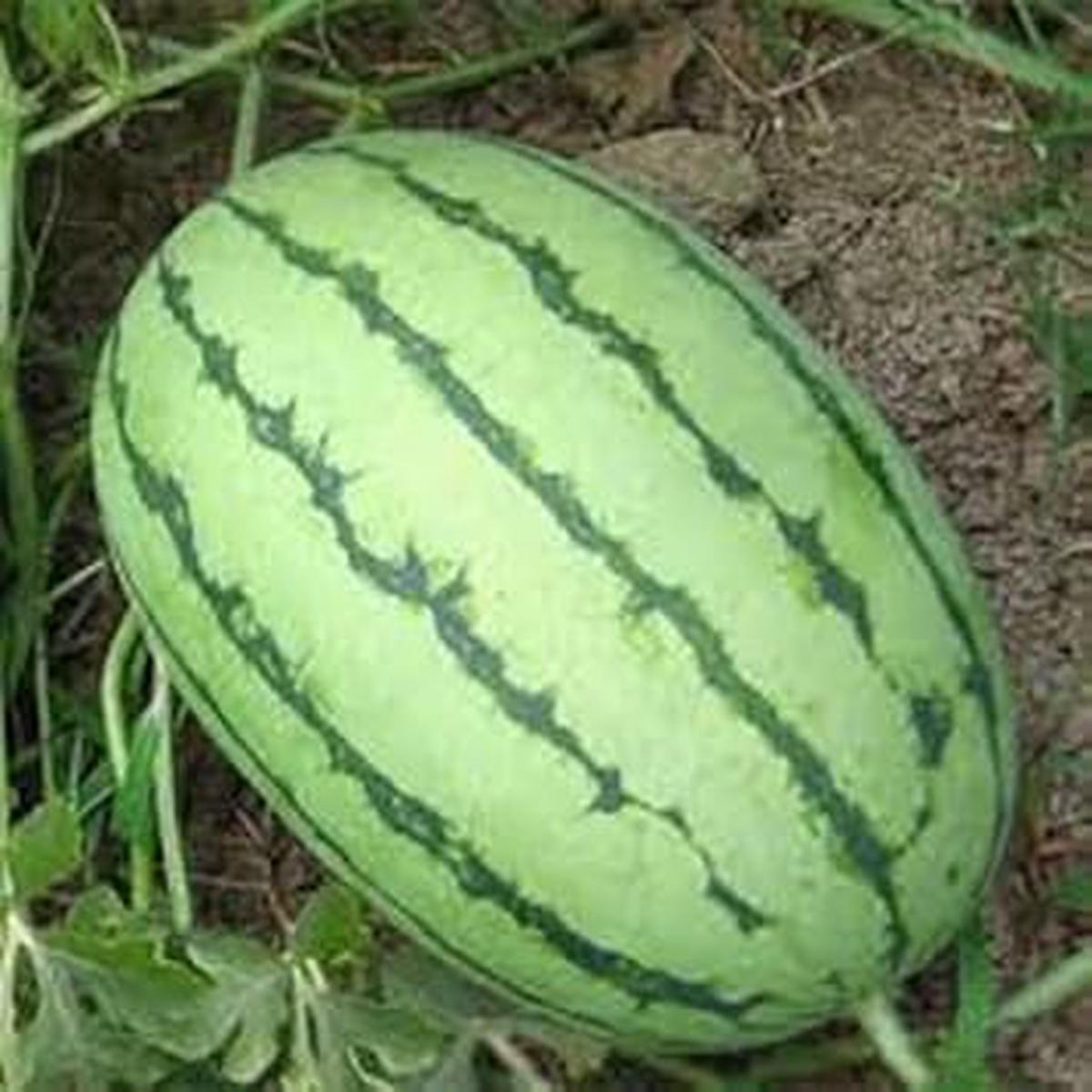 Light Green Watermelon Fruit Seeds for Planting  Refreshing Summer Melons, Heirloom & Non-GMO, High Germination Seeds