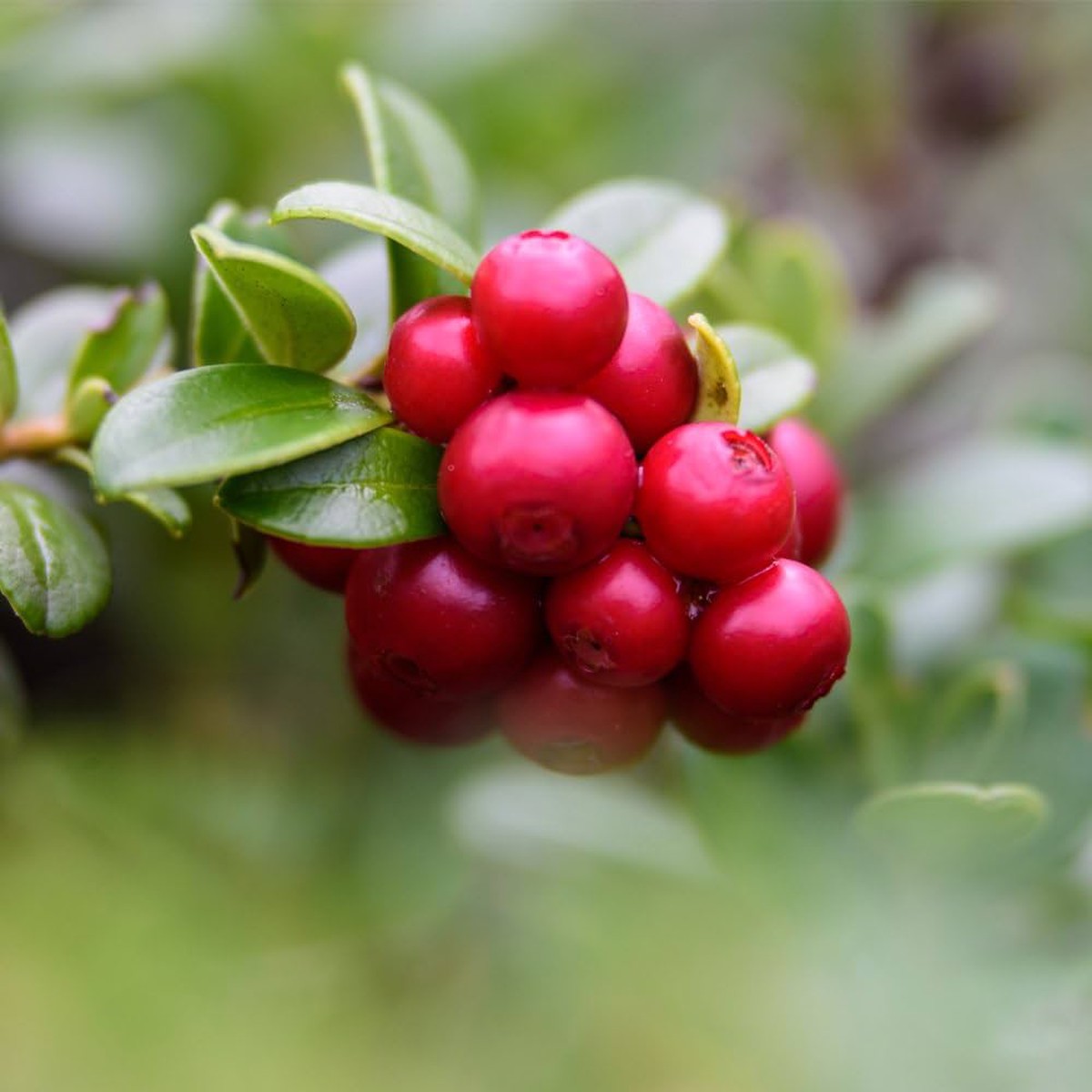 Lingonberry Fruit Seeds for Planting  Tangy, Nutritious Red Berries, Heirloom & Non-GMO, High Germination Seeds