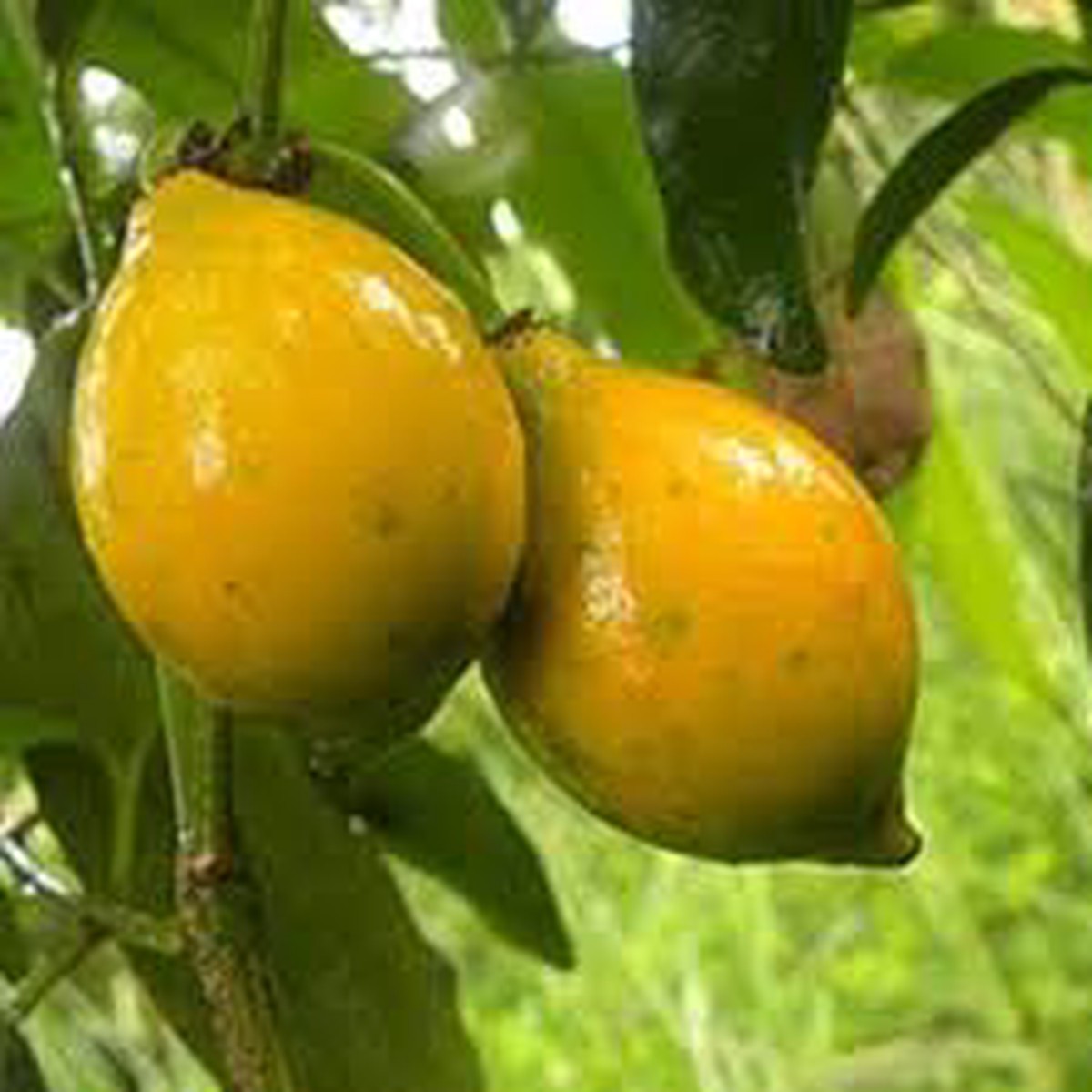 Lucuma Nervosa Fruit Seeds for Planting  Sweet, Unique Fruits, Heirloom & Non-GMO Seeds for Your Garden