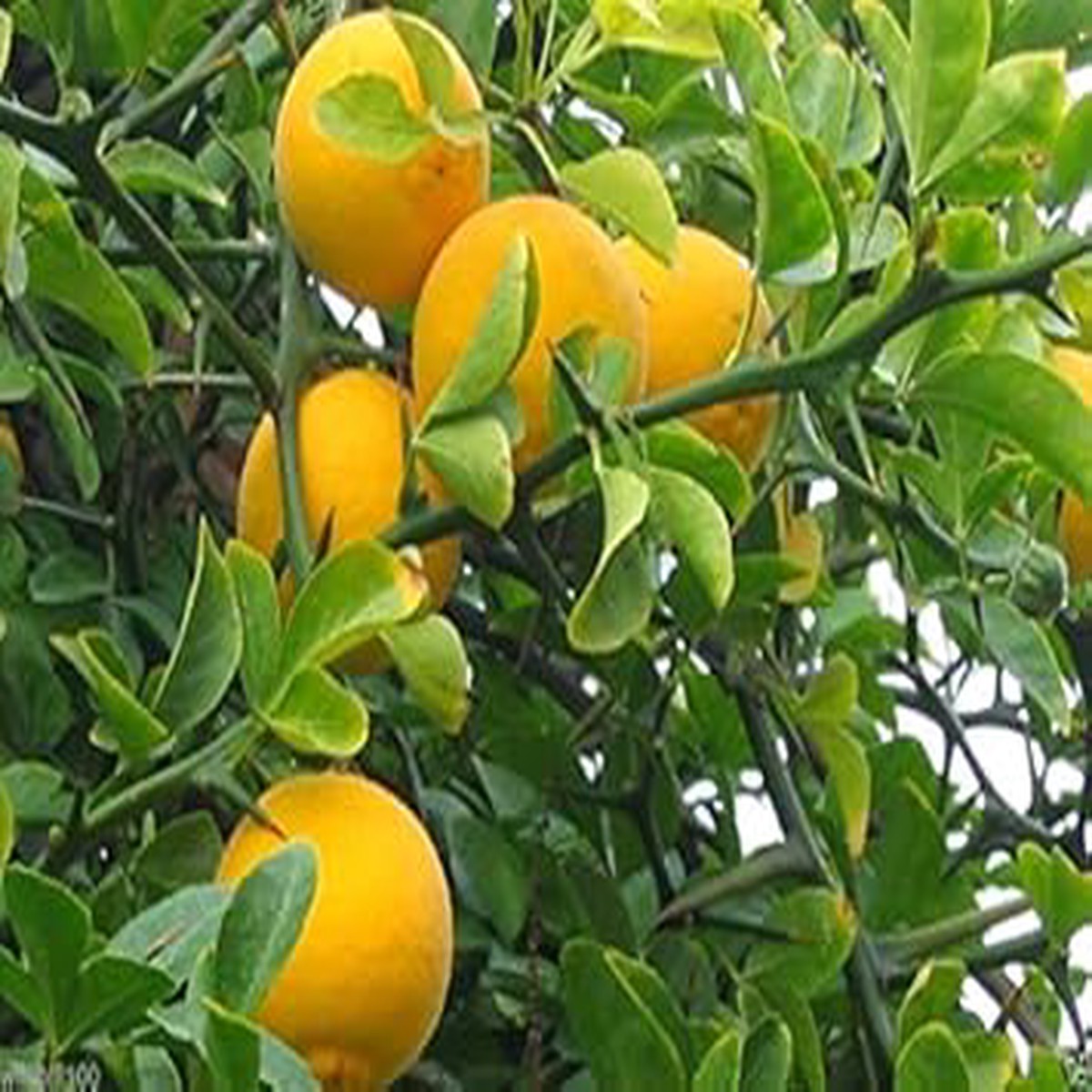 Orange Poncirus Trifoliata Fruit Seeds for Planting  Hardy, Versatile Trees, Heirloom & Non-GMO Seeds
