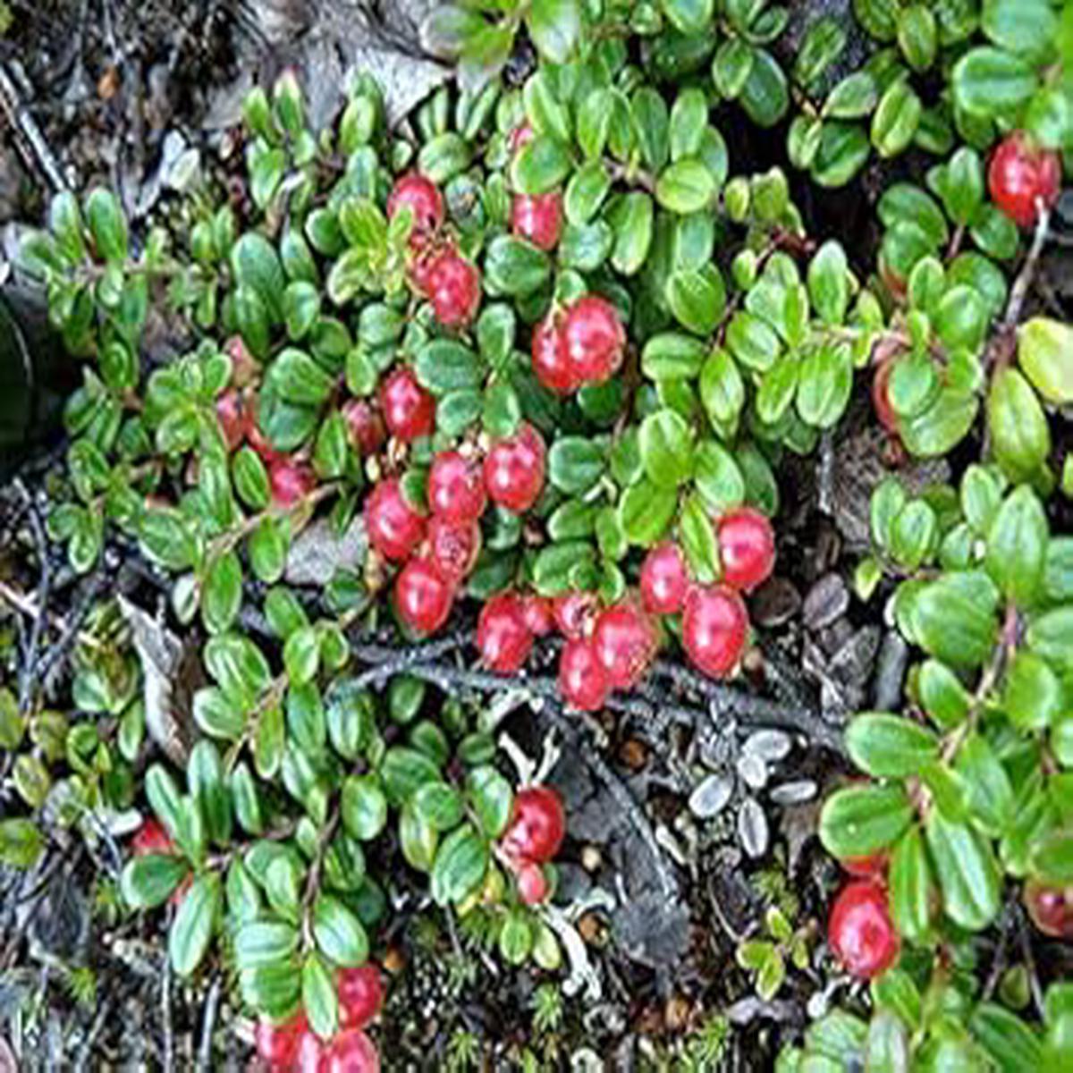 Partridge Berry Plant Seeds for Planting  Heirloom Non-GMO High Germination Organic Garden Seeds