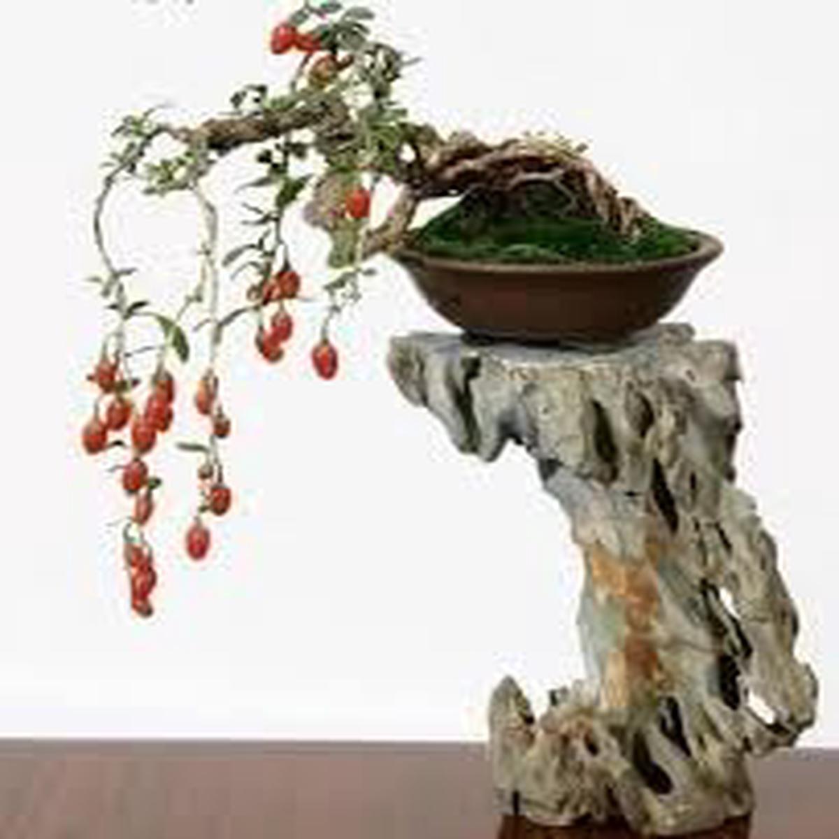 Passion Fruit Seeds  Grow Tropical, Exotic Vines with Sweet Fruits