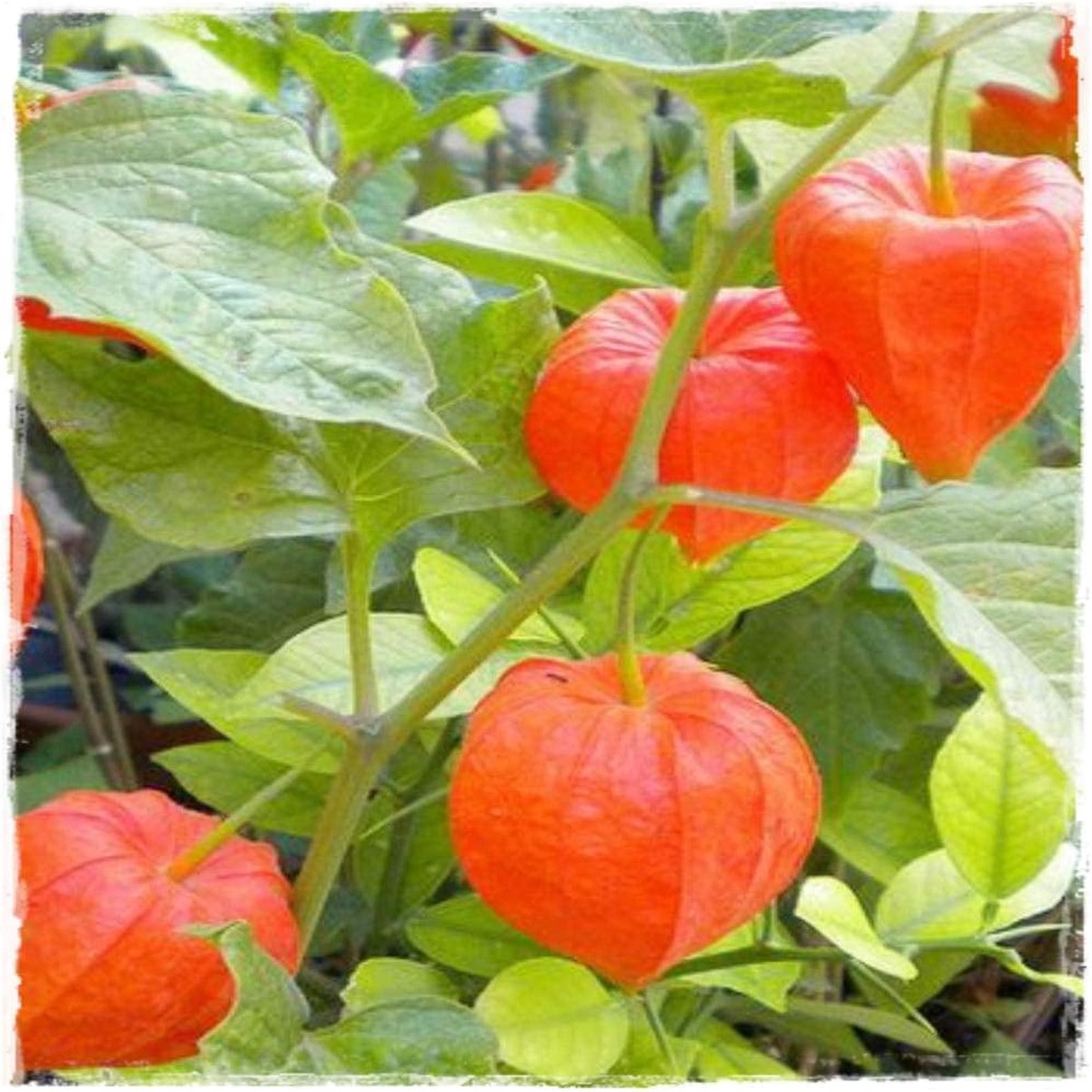Physalis Fruit Seeds Red NON GMO Seeds
